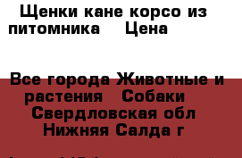 Щенки кане корсо из  питомника! › Цена ­ 65 000 - Все города Животные и растения » Собаки   . Свердловская обл.,Нижняя Салда г.